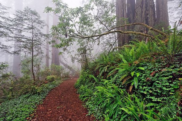Jones, Adam 아티스트의 Footpath in foggy redwood forest beneath Pacific Rhododendron-Redwood National Park작품입니다.